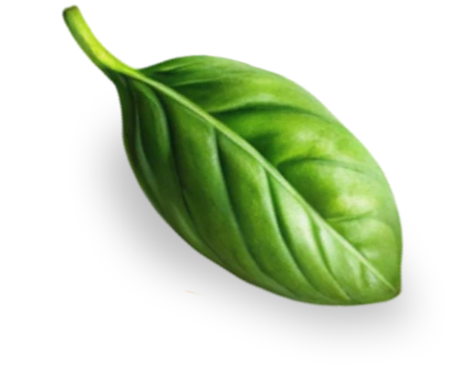 Vector